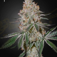 Highcloudz Feminised Cannabis Seeds | Green House Seeds.
