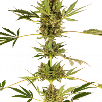 Himalayan CBD Feminised Cannabis Seeds - Sensi Seeds
