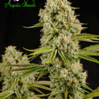 Hindu Kush Feminised Cannabis Seeds - Anesia Seeds