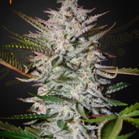 Holy Punch Feminised Cannabis Seeds | Green House Seeds.