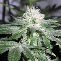 ICE Feminised Cannabis Seeds | Female Seeds 