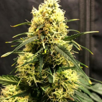 Vanilla Frosting Auto Feminised Cannabis Seeds - Tastebudz. Vanilla Frosting Auto Feminised Cannabis Seeds - Tastebudz.