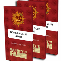 Gorilla Glue Auto Feminised Cannabis Seeds | Barney's Farm