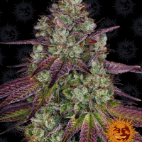 Mimosa Feminised Cannabis Seeds | Barney's Farm