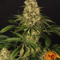 Tropicanna Banana Feminised Cannabis Seeds | Barney's Farm
