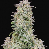 Auto Forbidden Runtz Feminised Cannabis Seeds | Fast Buds	