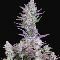 Auto Wedding Glue Feminised Cannabis Seeds | Fast Buds