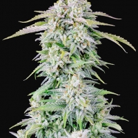 Auto Afghan Kush Feminised cannabis Seeds | Fast Buds Originals.