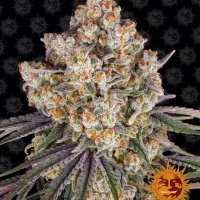 Ice Cream Cake Feminised Cannabis Seeds | Barney's Farm 