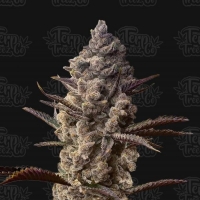 Ice Kreme Cake Feminised Cannabis Seeds - Terp Treez