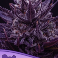 Imperium X Feminised Cannabis Seeds - Anesia Seeds