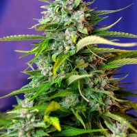 Auto Jack 47 Feminised Cannabis Seeds | Sweet Seeds