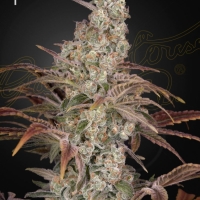 Jack's Dream Feminised Cannabis Seeds | Green House Seeds.