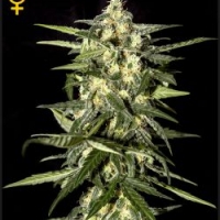 Jack Herer Feminised Cannabis Seeds | Green House Seeds.