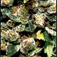 Jack Herer Feminised Cannabis Seeds | Green House Seeds