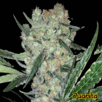 Juanita Feminised Cannabis Seeds | The Original Sensible Seed Company
