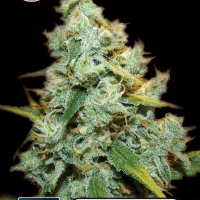 Amnesia Mac Ganja! Feminised Cannabis Seeds | Kera Seeds