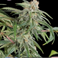 Premium Diesel Feminised Cannabis Seeds | Kera Seeds