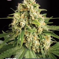 Skunk Feminised Cannabis Seeds | Kera Seeds