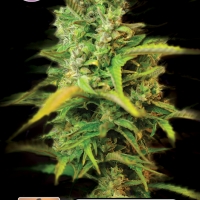 Venice Beach Afghan Feminised Cannabis Seeds | Kera Seeds