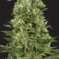 White Thunder Feminised Cannabis Seeds | Kera Seeds