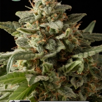 White Widow Auto Feminised Cannabis Seeds | Kera Seeds
