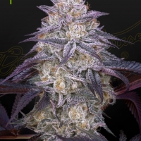 Kings Juice Auto Feminised Cannabis Seeds | Green House Seeds.