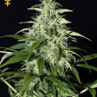 Kalashnikova Auto Feminised Cannabis Seeds | Green House Seeds.