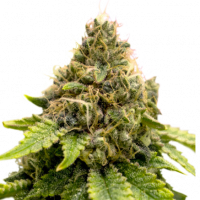 Karel's Dank Regular Cannabis Seeds - Super Sativa Seed Club