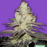 Killer Purps Bomb Feminised Cannabis Seeds | Bomb Seeds