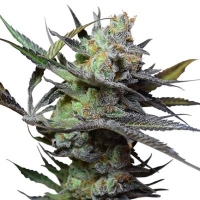 King Kong Feminised Cannabis Seeds | Big Buddha Seeds 