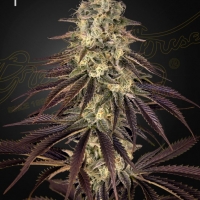 Kongs Krush Feminised Cannabis Seeds | Green House Seeds.