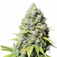 Kosher Haze Feminised Cannabis Seeds - Super Sativa Seed Club