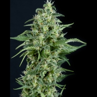 Auto Kryptonite Feminised Cannabis Seeds | Pyramid Seeds