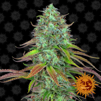 LSD Auto Feminised Cannabis Seeds | Barney's Farm 