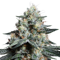 Lave Freeze Feminised Cannabis Seeds - Super Sativa Seed Club