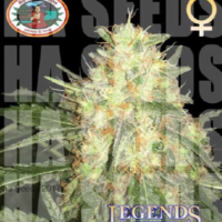 Legends Gold Feminised Cannabis Seeds | Big Buddha Seeds 