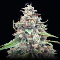 Lemon Bean FAST Feminised Cannabis Seeds | Advanced Seeds.