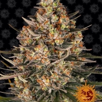 Lemon Drizzle Feminised Cannabis Seeds | Barney's Farm.