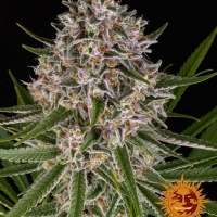 Lemon Haze Auto Feminised Cannabis Seeds | Barney's Farm 