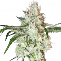 Lemon OG Feminised Cannabis Seeds - Super Sativa Seed Club