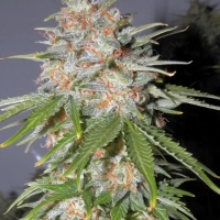 Lemon Pie Auto Feminised Cannabis Seeds | Fast Buds