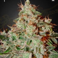 Lemon Skunk Feminised Cannabis Seeds | Green House Seeds.