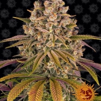 Lemon Tree Feminised Cannabis Seeds | Barney's Farm 