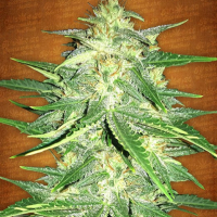 Lemon AK Auto Feminised Cannabis Seeds | Fast Buds