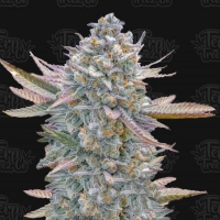 Lemon Zushi Feminised Cannabis Seeds - Terp Treez