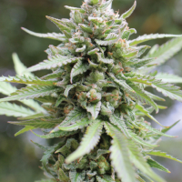 Lemongrass Regular Cannabis Seeds - Humboldt Seed Company