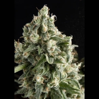 Lennon Feminised Cannabis Seeds | Pyramid Seeds