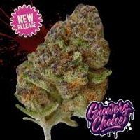 Limited Edition Blue Zushi Feminised Cannabis Seeds - Growers Choice.