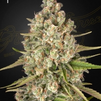 Lost Pearl Feminised Cannabis Seeds | Green House Seeds.